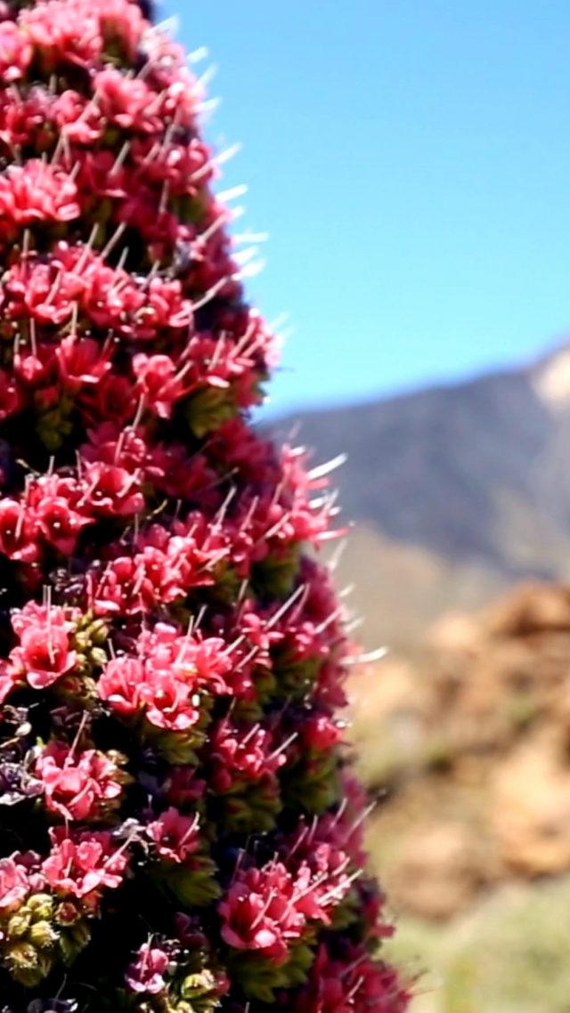 Welcome, spring! 🌸

Nice weather, almond blossom, more hours of sunshine… 

Enjoy this beautiful season in the Canary Islands! 
 🌞🌼
--

 

¡Bienvenida, primavera! 🌸

Buen clima, almendros en flor, más horas de sol… 

¡Vive esta bonita estación en Canarias! 🌞🌼

#welcomespring
#spring2023
#canaryisland
#princesscanaryisland
#grancanaria
#tenerife
#fuerteventura
#lapalma