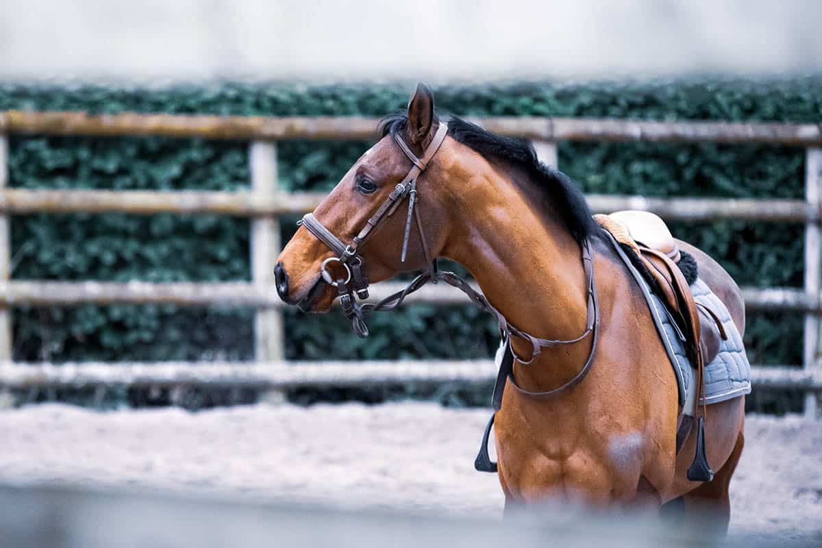 Horse riding on La Palma