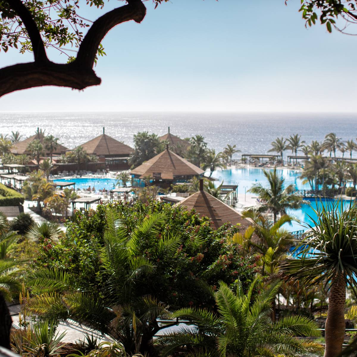 Hotel La Palma Princess, palmeras y piscina